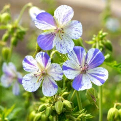 'Delft Blue' Cranesbill -Green Haven Shop 585 Geranium Delft blue 4