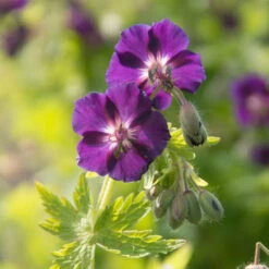 'Raven' Cranesbill -Green Haven Shop 586 Geranium raven 3