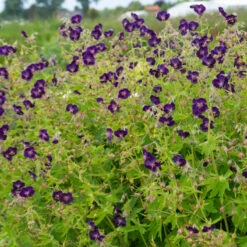 'Raven' Cranesbill -Green Haven Shop 586 Geranium raven 4