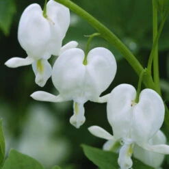 White Bleeding Heart -Green Haven Shop 597Dicentraspectabilis Alba 3