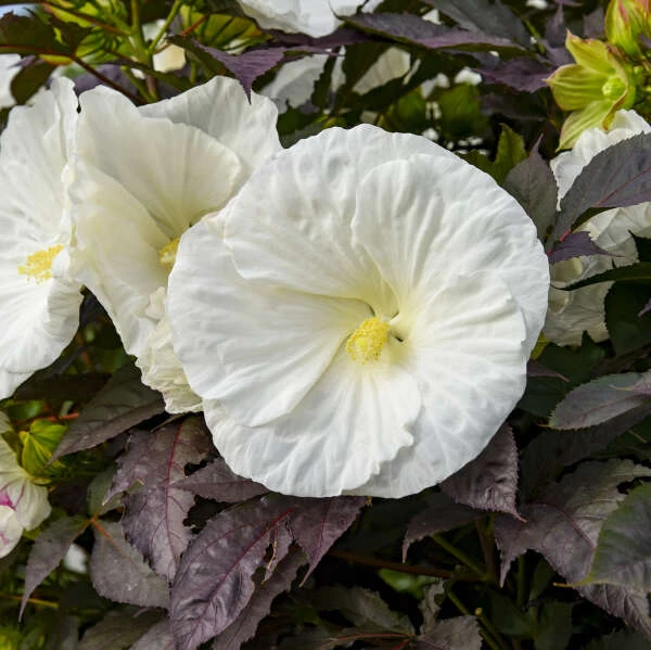 Summerific® 'Cookies And Cream' Perennial Hibiscus 3 Summerific® 'Cookies And Cream' Perennial Hibiscus
