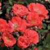 Coral Drift® Rose -Green Haven Shop 602 2512 popup sw