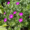 'Max Frei' Bloody Cranesbill -Green Haven Shop 604 Geranium max frei 1