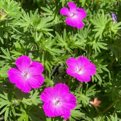 'Max Frei' Bloody Cranesbill -Green Haven Shop 604 Geranium max frei 3