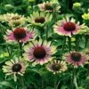 'Green Twister' Coneflower 2 'Green Twister' Coneflower -Green Haven Shop 605 2479 popup