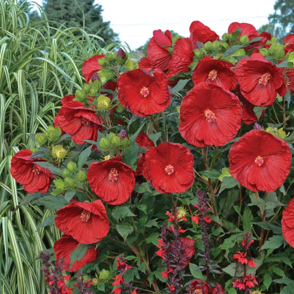 Summerific® 'Cranberry Crush' Perennial Hibiscus 3 Summerific® 'Cranberry Crush' Perennial Hibiscus