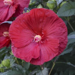 Summerific® 'Cranberry Crush' Perennial Hibiscus 10 Summerific® 'Cranberry Crush' Perennial Hibiscus -Green Haven Shop 607Hibiscus CranberryCrush 4