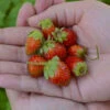 'Tristan' Everbearing Strawberry 2 'Tristan' Everbearing Strawberry -Green Haven Shop 611Fragariaananassa Tristan 1