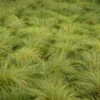 Prairie Dropseed -Green Haven Shop 620Sporobolusheterolepis 1