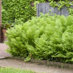 Ostrich Fern -Green Haven Shop 626543a673f8afd08445d32991d15d27
