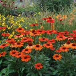Kismet® Intense Orange Coneflower 7 Kismet® Intense Orange Coneflower -Green Haven Shop 626 2857 popup