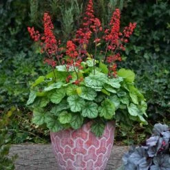 Dolce® 'Appletini' Coral Bells -Green Haven Shop 635 2698 popup
