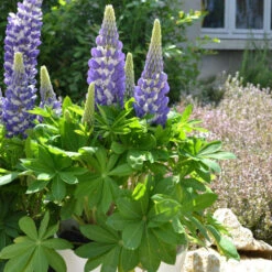 Mini Gallery™ Blue Bicolor Lupine -Green Haven Shop 636297d97b3e498ffe72e6cc797ad19e
