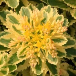 'Atlantis' Stonecrop -Green Haven Shop 639 2718 popup e5add1f9 3377 4841 ac33 76dffe76c01b