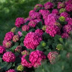 Endless Summer® Summer Crush® Bigleaf Hydrangea -Green Haven Shop 640 2720 popup