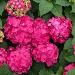 Endless Summer® Summer Crush® Bigleaf Hydrangea -Green Haven Shop 640 2721 popup