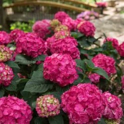 Endless Summer® Summer Crush® Bigleaf Hydrangea -Green Haven Shop 640 2724 popup