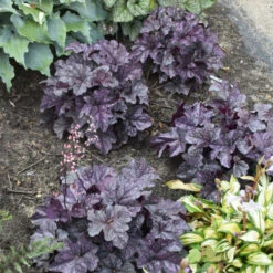 Dolce® 'Frosted Berry' Coral Bells -Green Haven Shop 654 Dolce Frosted Berry Heuchera 3