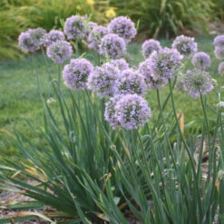 'Bubble Bath' Allium -Green Haven Shop 658 Bubble Bath Allium 2