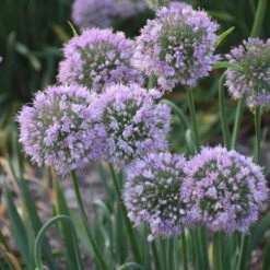 'Bubble Bath' Allium -Green Haven Shop 658 Bubble Bath Allium 3