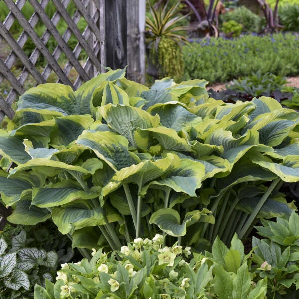 Shadowland® 'Seducer' Hosta 7 Shadowland® 'Seducer' Hosta - Image 5