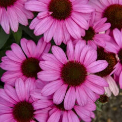 Color Coded® 'The Fuchsia Is Bright' Coneflower -Green Haven Shop 661 Color Coded The Fuchsia Is Bright Coneflower 3