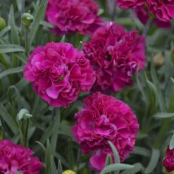 Fruit Punch® 'Funky Fuchsia' Dianthus