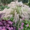 'Undaunted' Muhlygrass -Green Haven Shop 665 Undaunted Muhlygrass 1