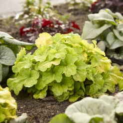 Primo® Pistachio Ambrosia Coral Bells 8 Primo® Pistachio Ambrosia Coral Bells -Green Haven Shop 669 Primo Pistachio Ambrosia Coral Bells 3