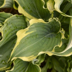 Shadowland® 'Voices In The Wind' Hosta 9 Shadowland® 'Voices In The Wind' Hosta -Green Haven Shop 675 Shadowland Voices In The Wind Hosta 3