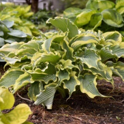 Shadowland® 'Voices In The Wind' Hosta 10 Shadowland® 'Voices In The Wind' Hosta -Green Haven Shop 675 Shadowland Voices In The Wind Hosta 4