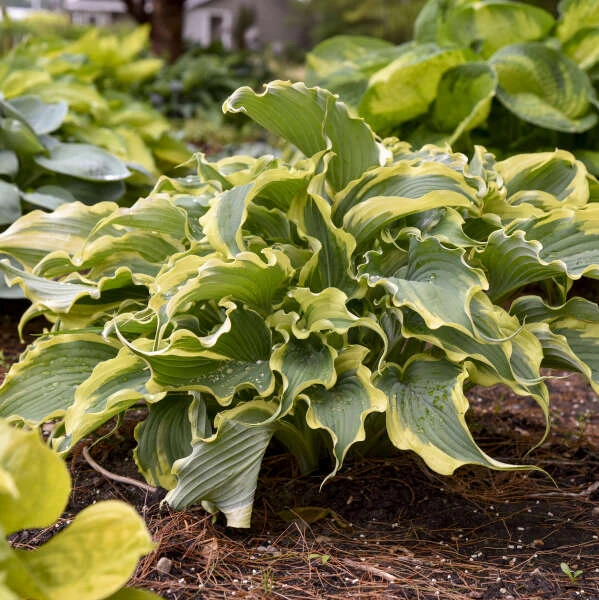 Shadowland® 'Voices In The Wind' Hosta 6 Shadowland® 'Voices In The Wind' Hosta - Image 4