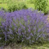 'Imperial Gem' Lavender 2 'Imperial Gem' Lavender -Green Haven Shop 677 Imperial Gem Lavender 1