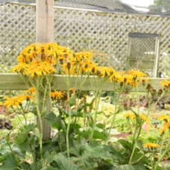 'Tractor Seat' Ligularia