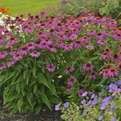 PowWow® Wild Berry Coneflower -Green Haven Shop 67e5e69a254d934546bfa5ca86736fa0