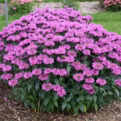 Upscale™ 'Lavender Taffeta' Bee Balm -Green Haven Shop 680 Upscale Lavender Taffeta Bee Balm 3