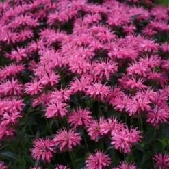 Upscale™ 'Pink Chenille' Bee Balm -Green Haven Shop 681 Monarda Pink Chenille Bee Balm 3