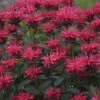 Upscale™ 'Red Velvet' Bee Balm 2 Upscale™ 'Red Velvet' Bee Balm -Green Haven Shop 682 Monarda Red Velvet 2