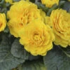 Prima Belarina® 'Spring Sun' Primrose -Green Haven Shop 683 Prima Belarina Spring Sun Primrose 1