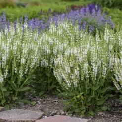 'White Profusion' Salvia -Green Haven Shop 685 White Profusion Salvia 3