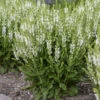 'White Profusion' Salvia -Green Haven Shop 685 White Profusion Salvia 5