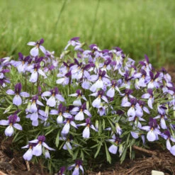 'Eco Artist Palette' Birdfoot Violet -Green Haven Shop 686 Eco Artist Palette Perennial Violet 2