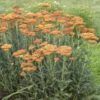 'Sassy Summer Sunset' Yarrow -Green Haven Shop 688 Sassy Summer Sunset Yarrow 4