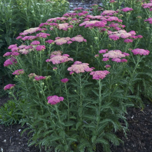 'Sassy Summer Taffy' Yarrow 4 'Sassy Summer Taffy' Yarrow - Image 2