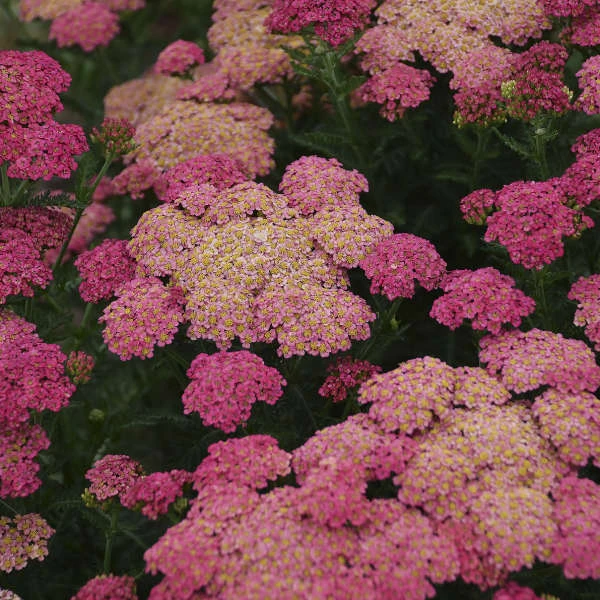 'Sassy Summer Taffy' Yarrow 3 'Sassy Summer Taffy' Yarrow