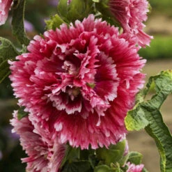 'Fiesta Time' Hollyhock 7 'Fiesta Time' Hollyhock -Green Haven Shop 693 Fiesta Time Hollyhock 1