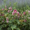 'Fiesta Time' Hollyhock 1 'Fiesta Time' Hollyhock -Green Haven Shop 693 Fiesta Time Hollyhock 3