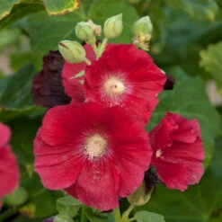 'Mars Magic' Hollyhock -Green Haven Shop 694 Mars Magic Hollyhock 2