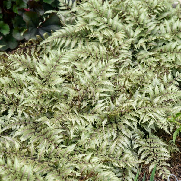 'Godzilla' Giant Japanese Painted Fern 4 'Godzilla' Giant Japanese Painted Fern - Image 2