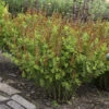 Decadence® 'Cherries Jubilee' False Indigo -Green Haven Shop 697 Decadence Cherries Jubilee False Indigo 1